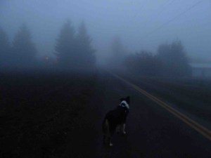 fog dog