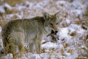 COYOTE-FEEDING