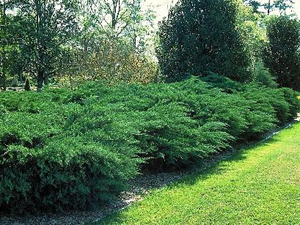 juniper_chinensis_monlep