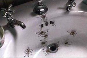 spiders in sink