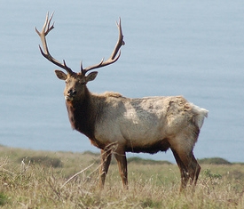 tule_elk