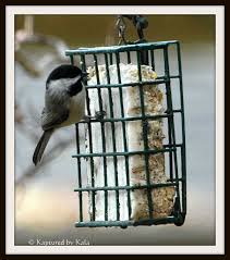 chicadee suet