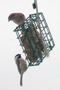 cickadee and sparrow