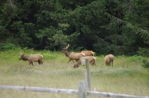 elk