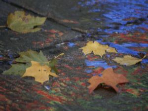 fall-leaves-wet-rock