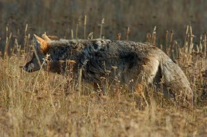 CoyoteStalking_0319