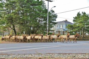 GearhartElkJeffTPhotography010