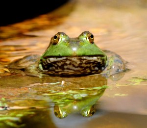 green-frog-1