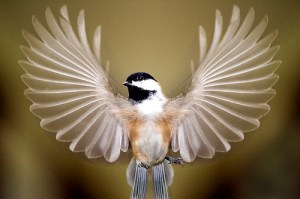 chickadee-wings