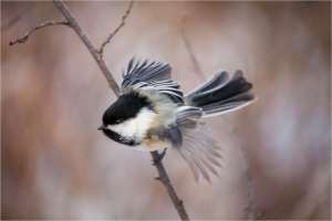 inglewood-chickadee-c2a9-christopher-martin-2840