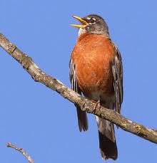robin sings