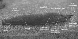 Slug anatomy 101clowrescropped