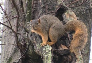 squirrel1tree