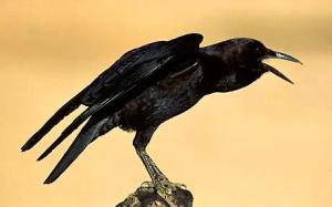 crow caw