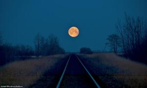 moonlit tracks