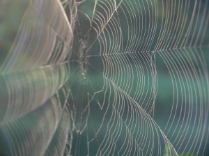 net-spider