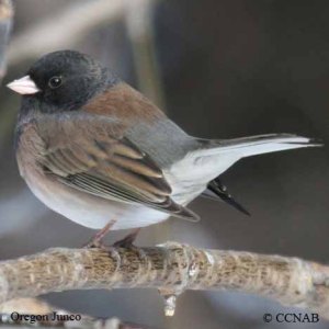 oregon-junco-10