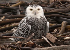 SnowyOwl1