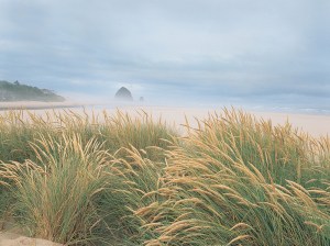beach_grass