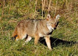 coyote grass
