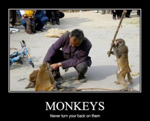 never-turn-your-back-on-monkeys