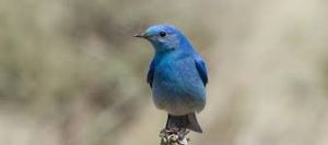 bluebird