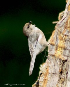 bushtit on tree