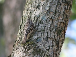 bushtit on tree2