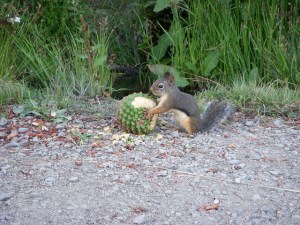 gray with pinecone