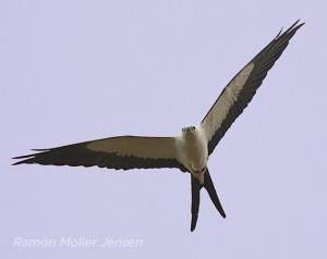 swallow-tailed_kite