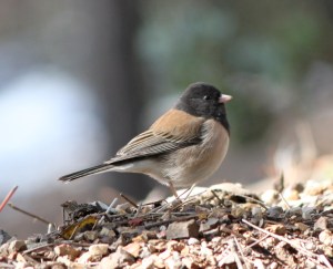 Dark-Eyed_Junco_post