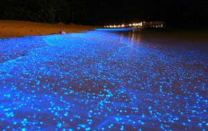 glowing-plankton