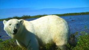 polarbear