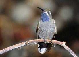 bluethroatedhummingbird