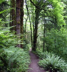 Forest_park_portland