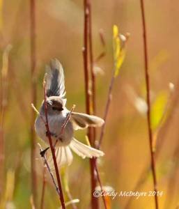bushtit sunlight