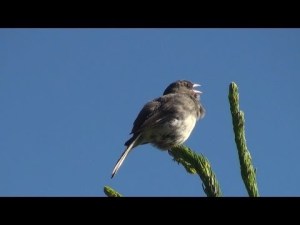 junco singing