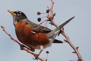 robin-bird-spring-19