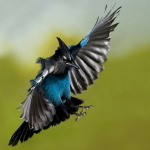 stellers-jay-mid-flight