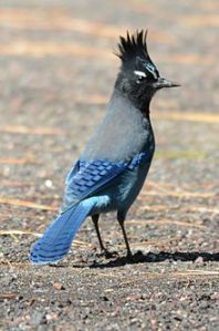 Steller's_Jay