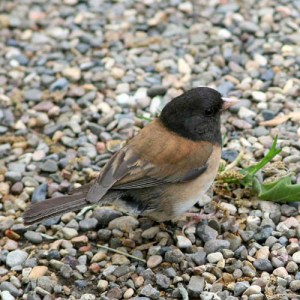 dark-eyed-junco