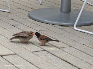 Junco.feedingcowbird