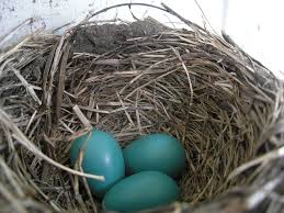 robin eggs