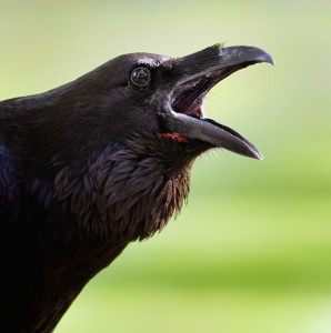 crow caw