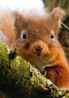 red squirrel2