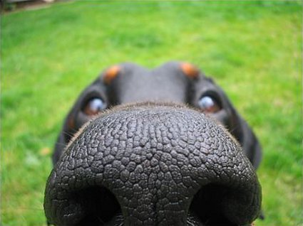 sniffing-dog-closeup
