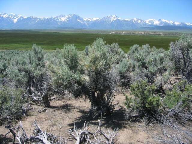 sagebrush